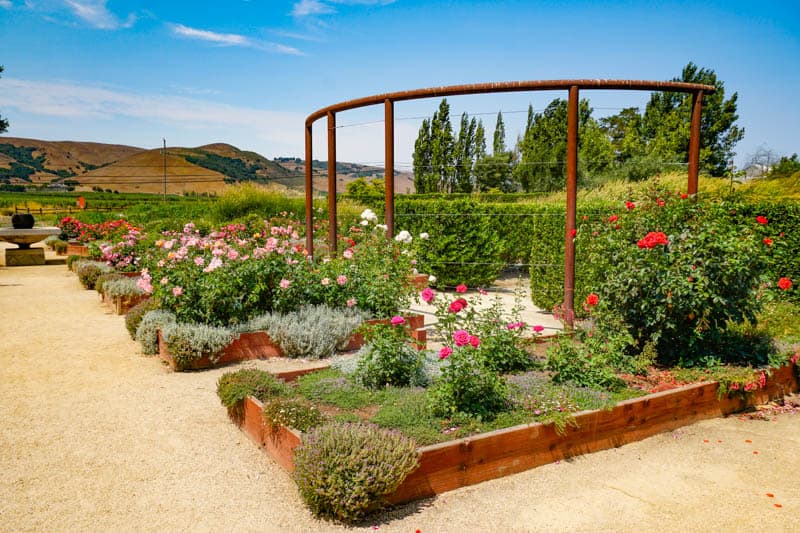 Rose garden at Cornerstone in Sonoma CA