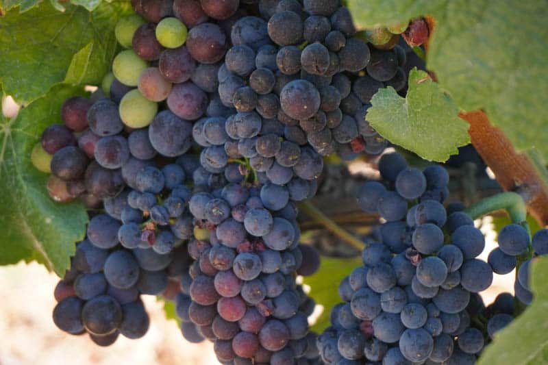 Plump clusters of grapes in a Sonoma Valley vineyard