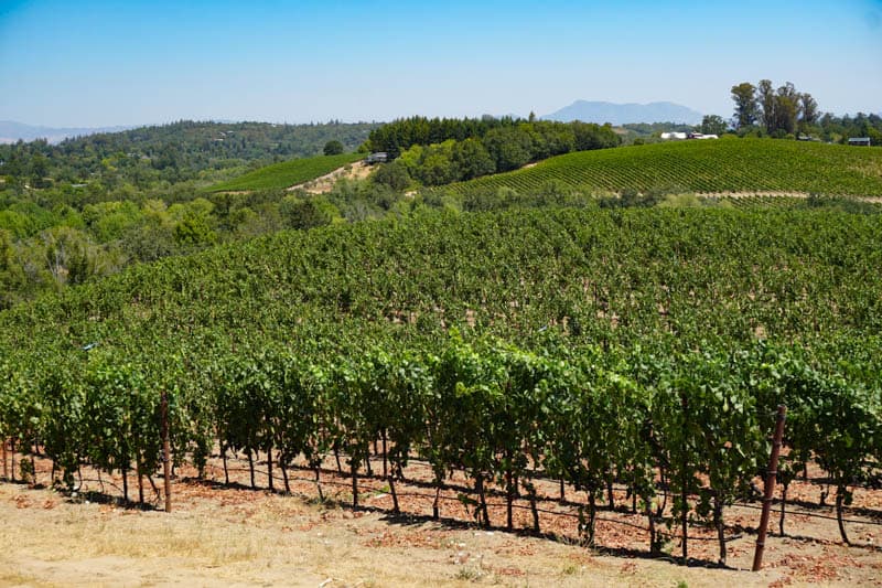 View from Iron Horse Vineyards near Sebastopol