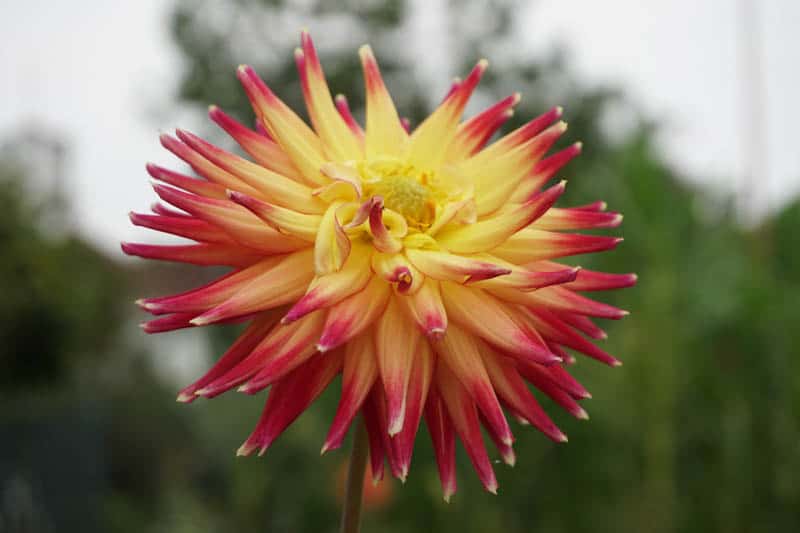 a dahlia in bloom at the Luther Burbank Home and Gardens in Santa Rosa California