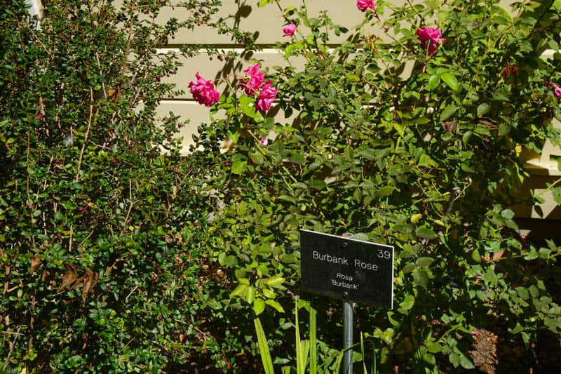 Luther Burbank Rose in Sebastopol, C A