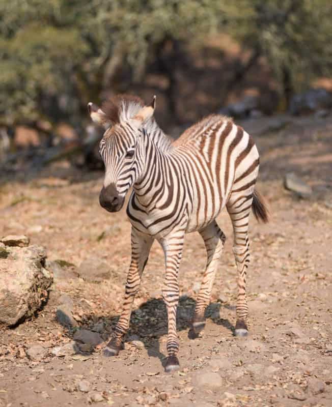 Baby zebra at Safari West in Santa Rosa, California