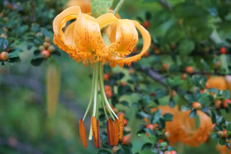 A tiger lily at the botanical garden in Sonoma County CA