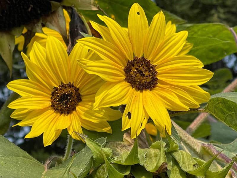 Sunflowers bloom in the garden at Wild Flour Bread in Freestone CA