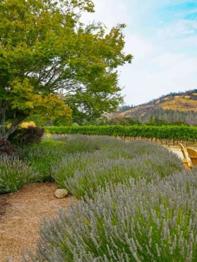 Must-Visit Sonoma County Wineries