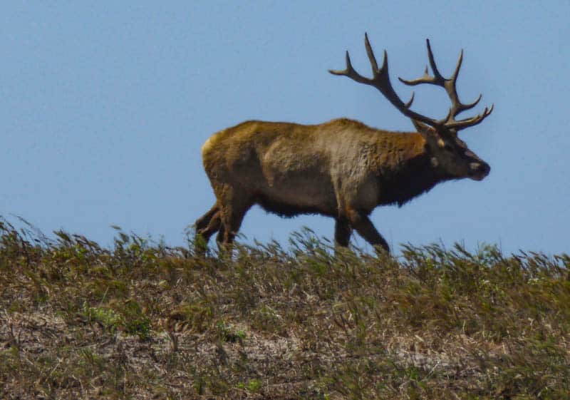 Male tule elk at Tomales Point in California