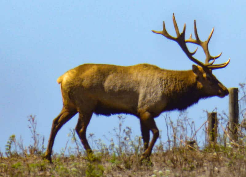 A male elk at the Point Reyes Elk Reserve at Tomales Point