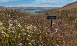 Tomales Point Trail: A Must-Do Hike at Point Reyes National Seashore, California