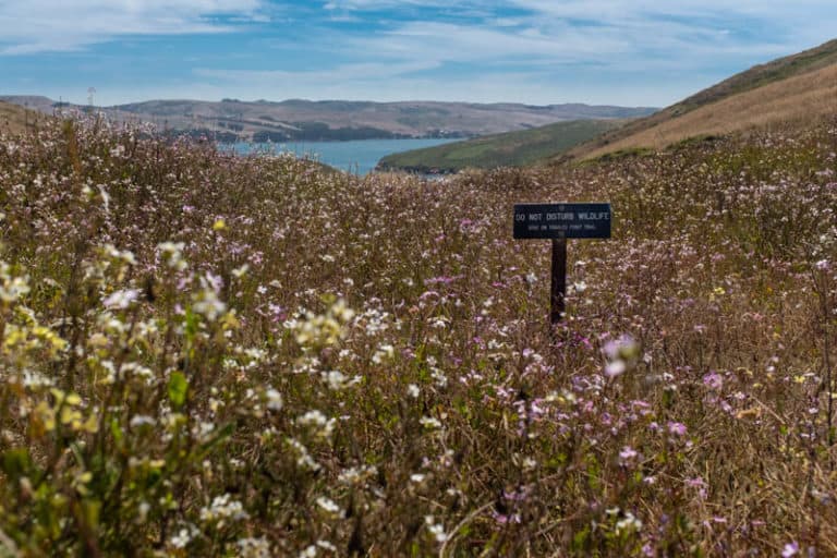Tomales Point Trail in Point Reyes, CA