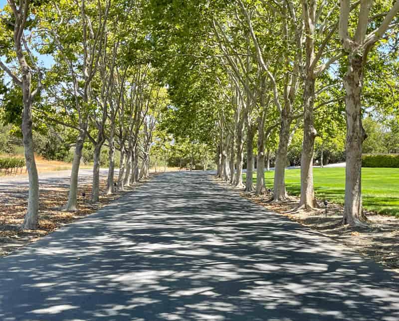 Tree-lined drive at Jordan Winery near Healdsburg, CA