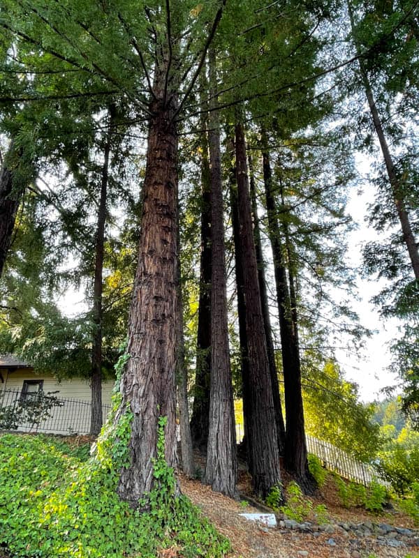 Redwoods at Korbel Winery in Sonoma County