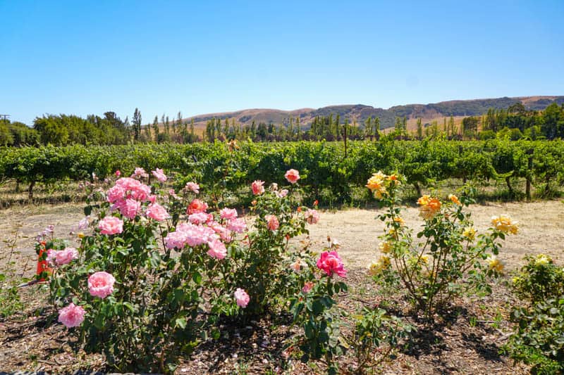 Roses in bloom at Cline Cellars in Sonoma