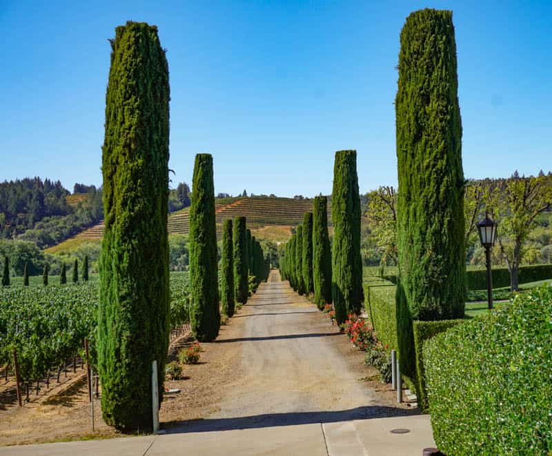 View from the terrace at Ferrari-Carano near Healdsburg, CA