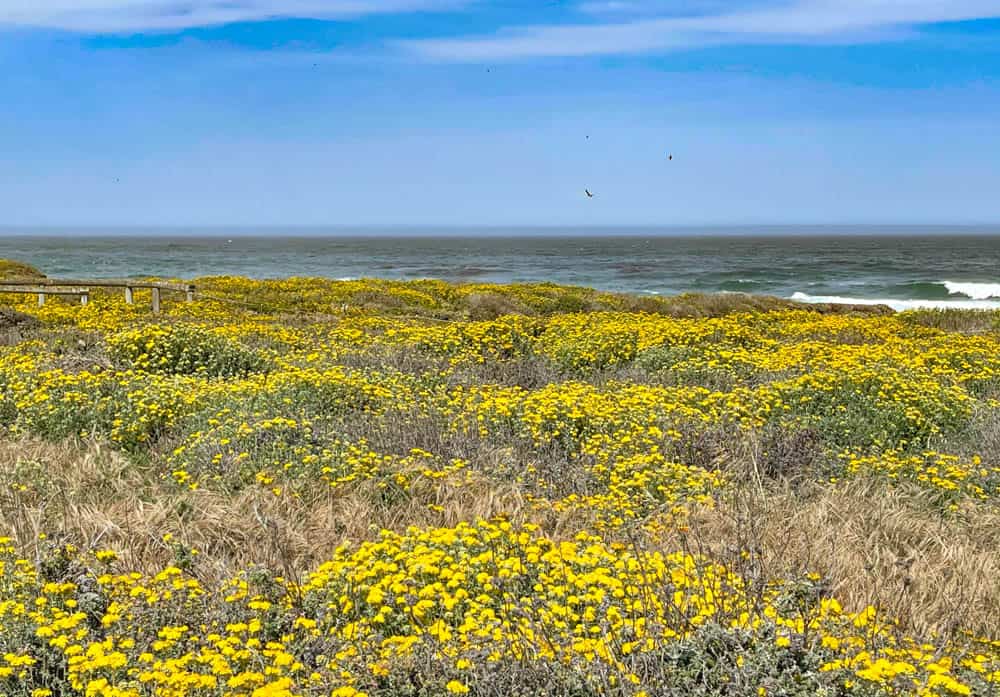Wildflowers and ocean views along the Bluff Trail at Montana de Oro State Park in California