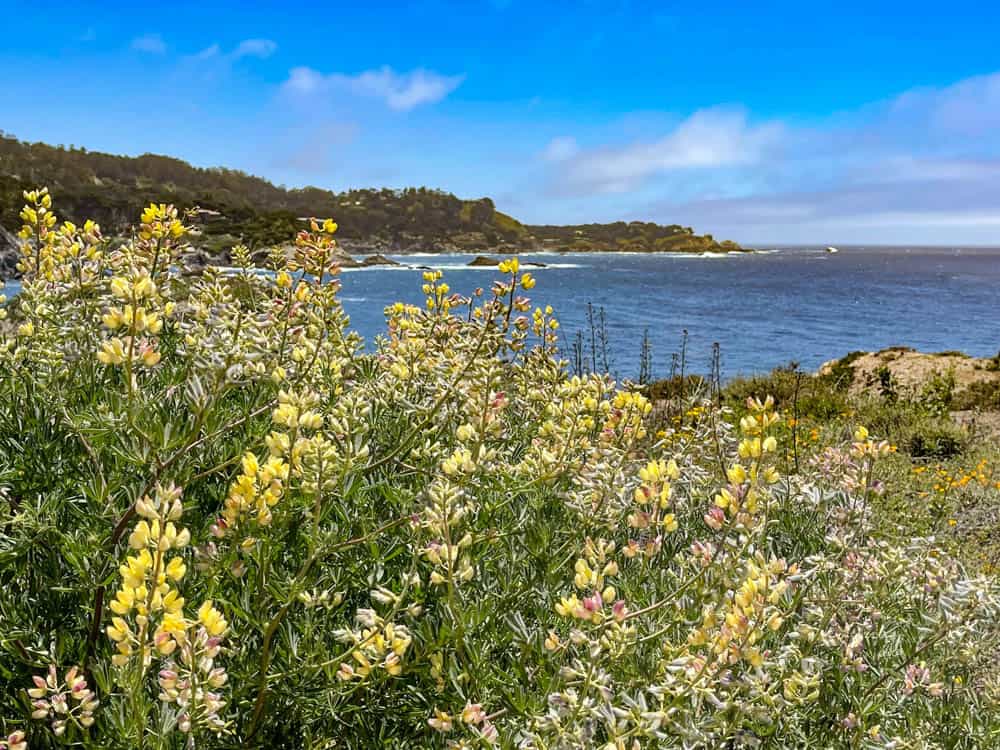Bush lupine in bloom at Point Lobos State Natural Reserve in California