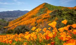 California in April: 17 Best Places to Visit for a Spring Vacation!