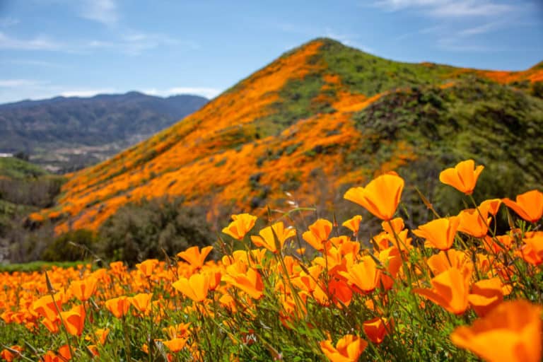 California in April offers spectacular wildflower displays.