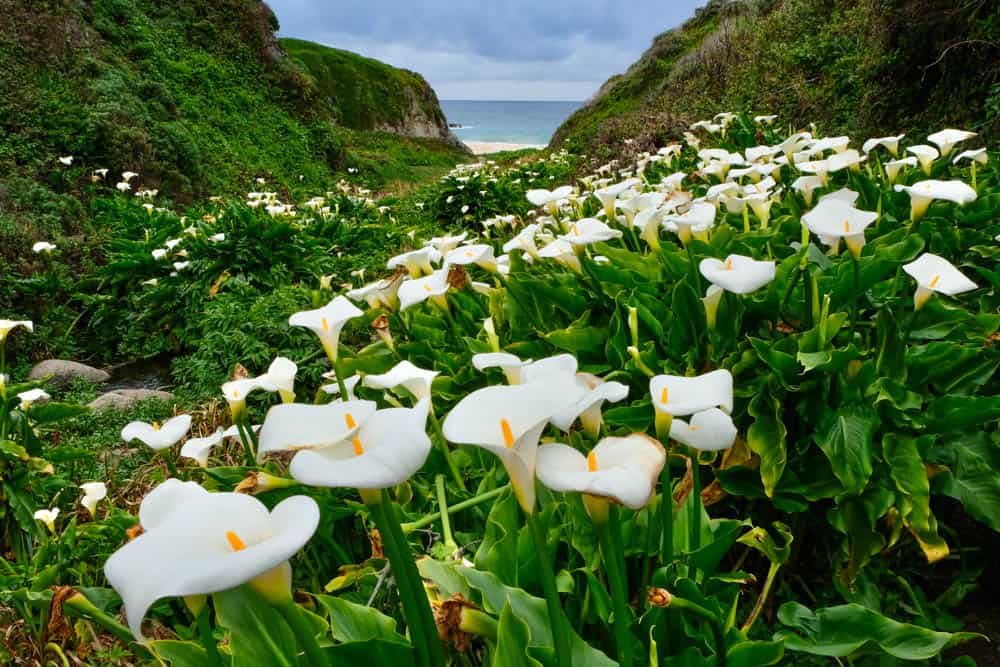 Calla Lily Valley in Big Sur in bloom in the spring