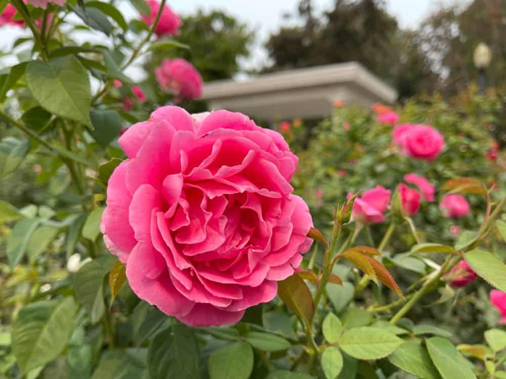Roses in bloom at the Capitol Rose Garden in Sacramento, CA