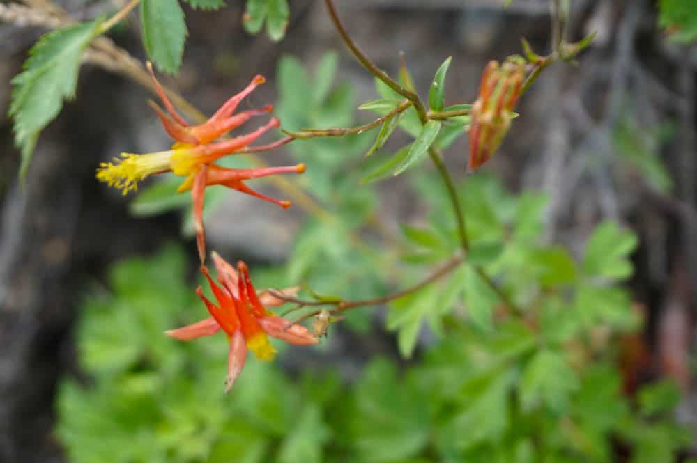 Crimson columbine in bloom on the shore of Convict Lake in Mammoth Lakes, CA