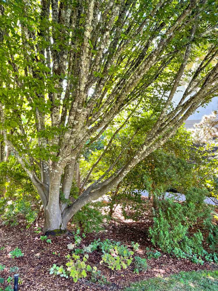 A mature tree in the Ferrari-Carano gardens in Healdsburg, CA