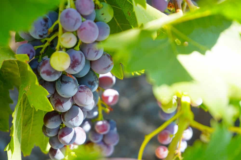 Cluster of red grapes at a Healdsburg winery in California