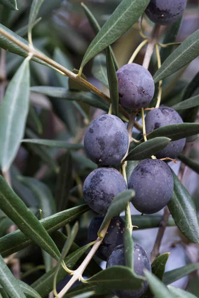 Olive Tree in Fruit, California