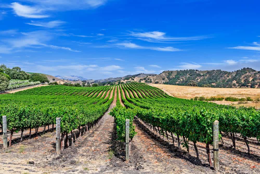 Santa Ynez Valley vineyard and countryside in California