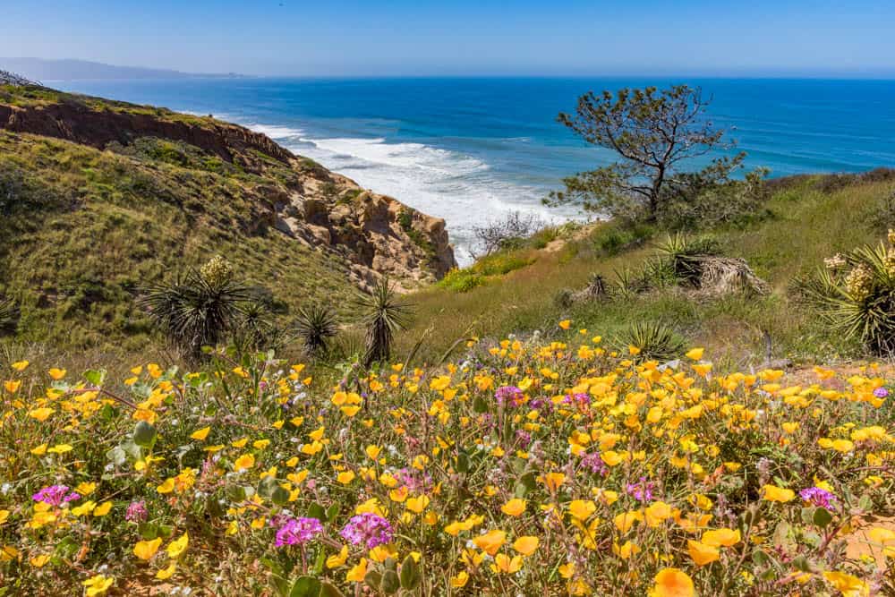 Wildflowers at Torrey Pines State Natural Reserve just north of San Diego, CA