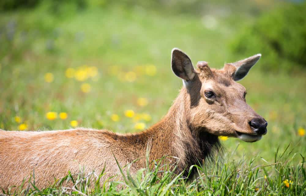 Female tule elk at Tomales Point in the spring