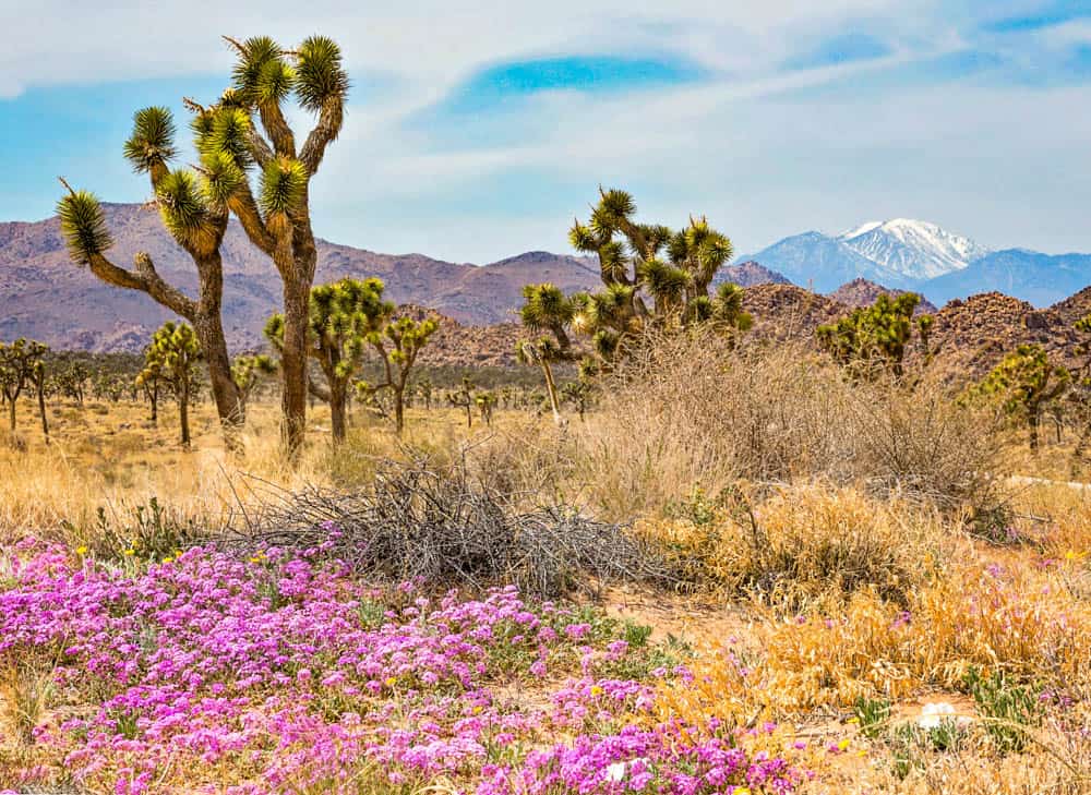 Wildflowers in bloom at Joshua Tree NP in Southern California