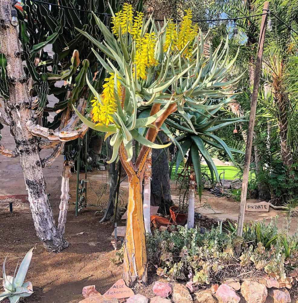 Aloe dichotoma in bloom in the African collection at the Moorten Botanical Garden in Palm Springs, CA