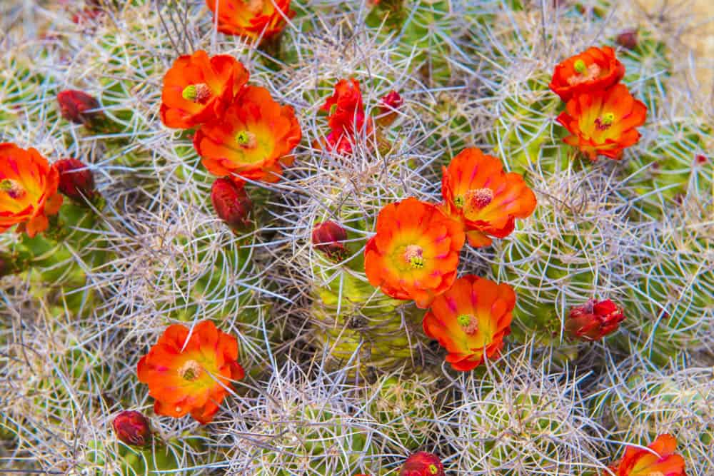 Cactus in bloom near Palm Springs, CA