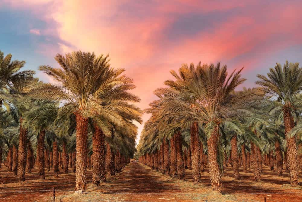 Sunset in a date garden 