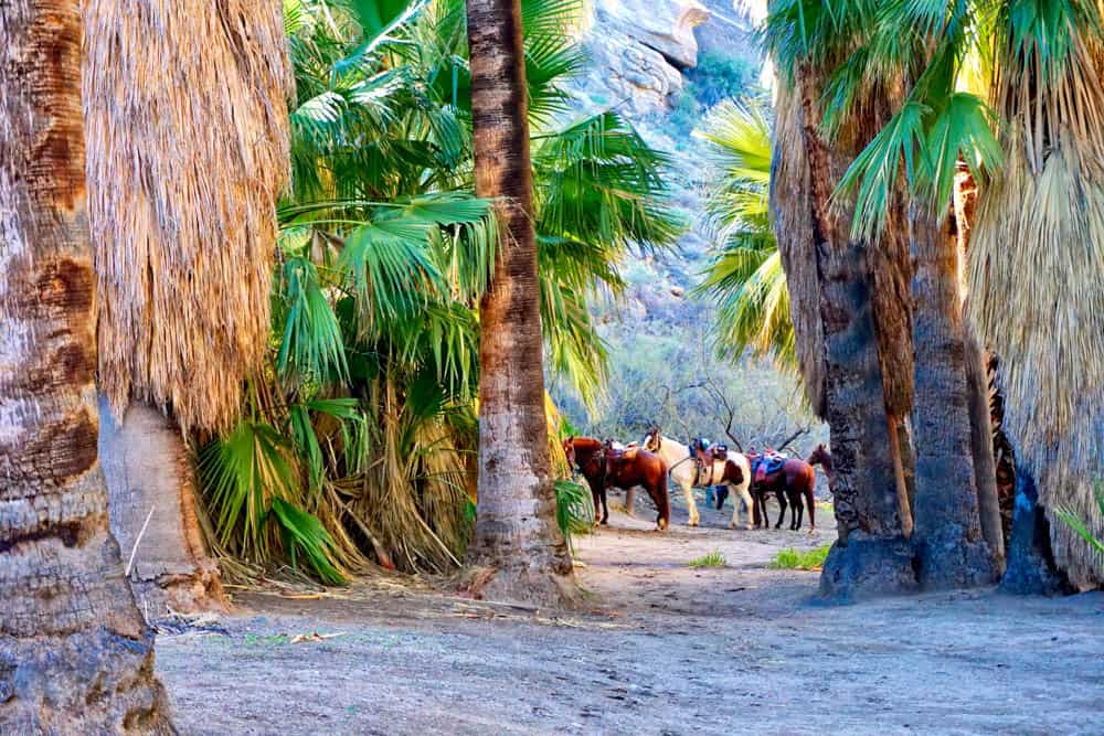 Horseback riding near Palm Springs  California