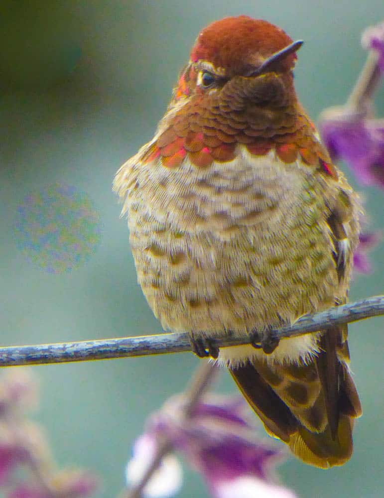 Hummingbird in a California garden