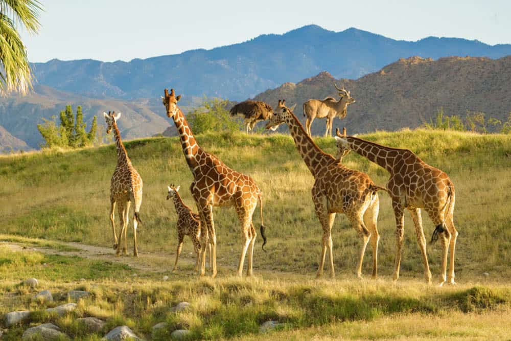 Giraffes at the Living Desert Zoo and Gardens in Palm Desert, CA