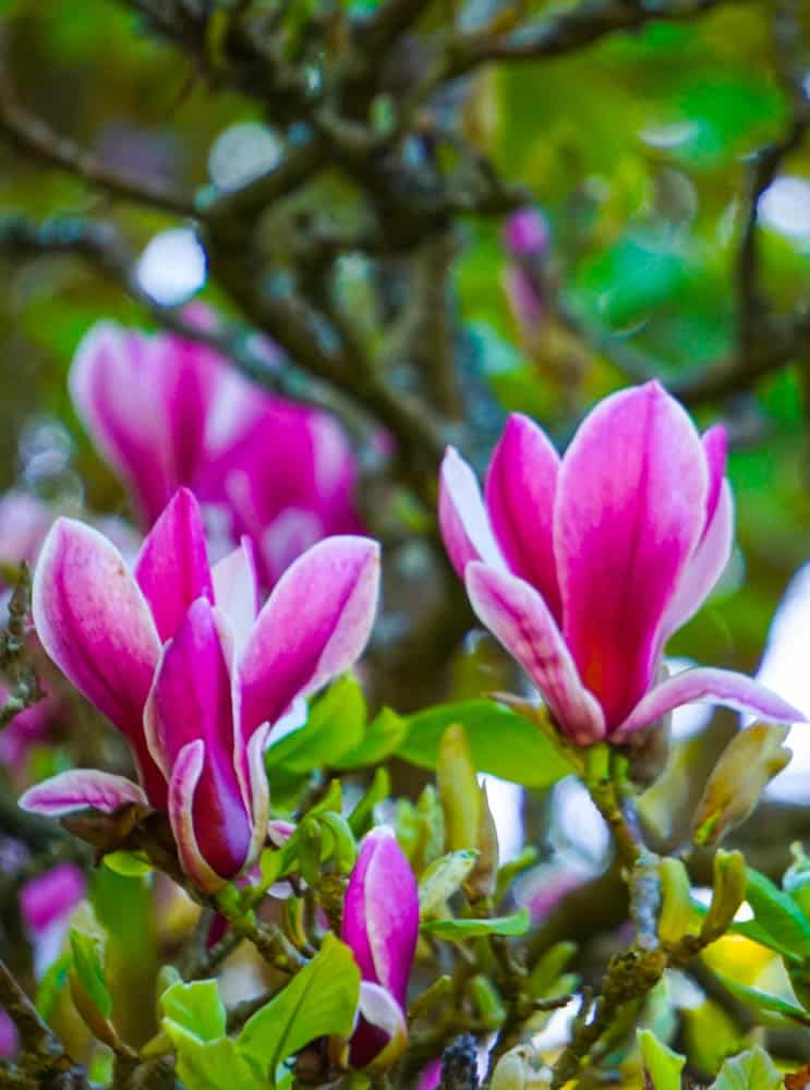 Magnolias in bloom at the San Francisco Botanical Garden in California