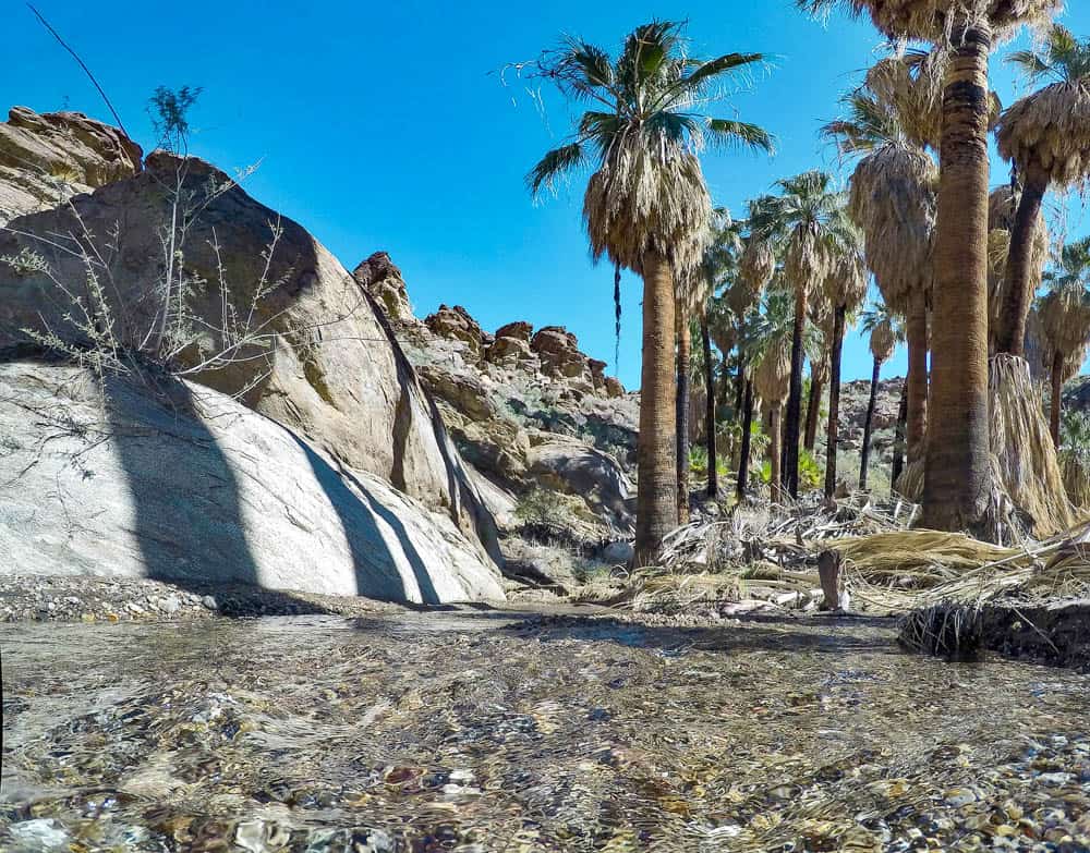 Murray Canyon in Indian Canyons Palm Springs California