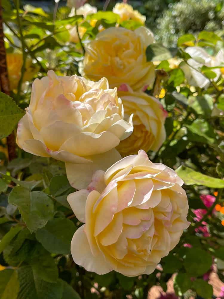 Roses in bloom in a California garden
