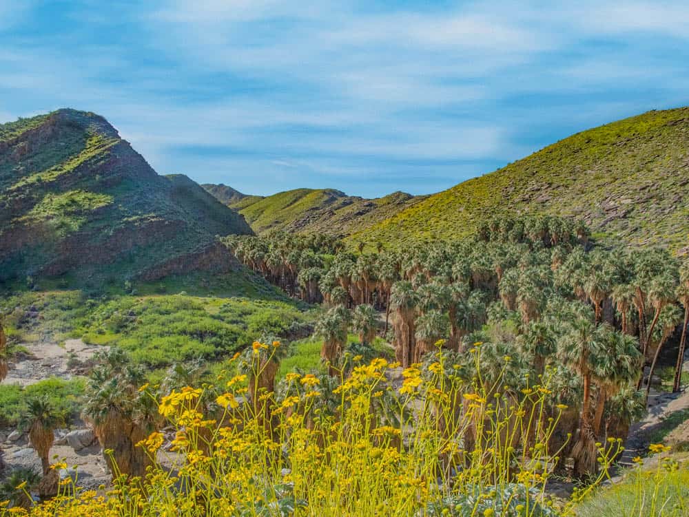 Palm Canyon Oasis in Indian Canyons, Palm Springs, California