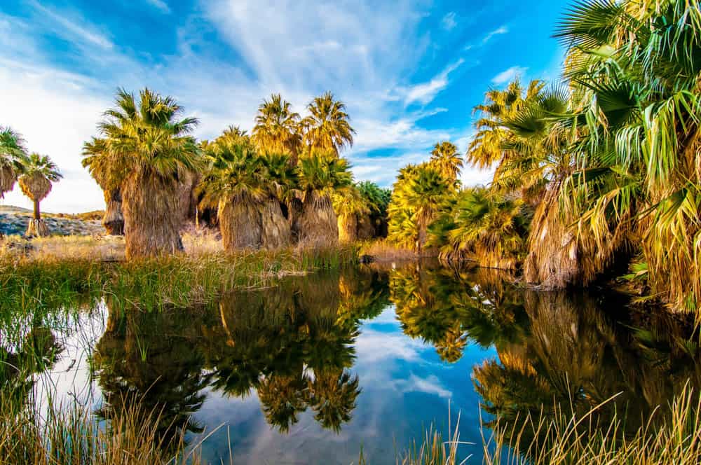 Thousand Palms Oasis in  Coachella Valley Preserve near Palm Springs, California