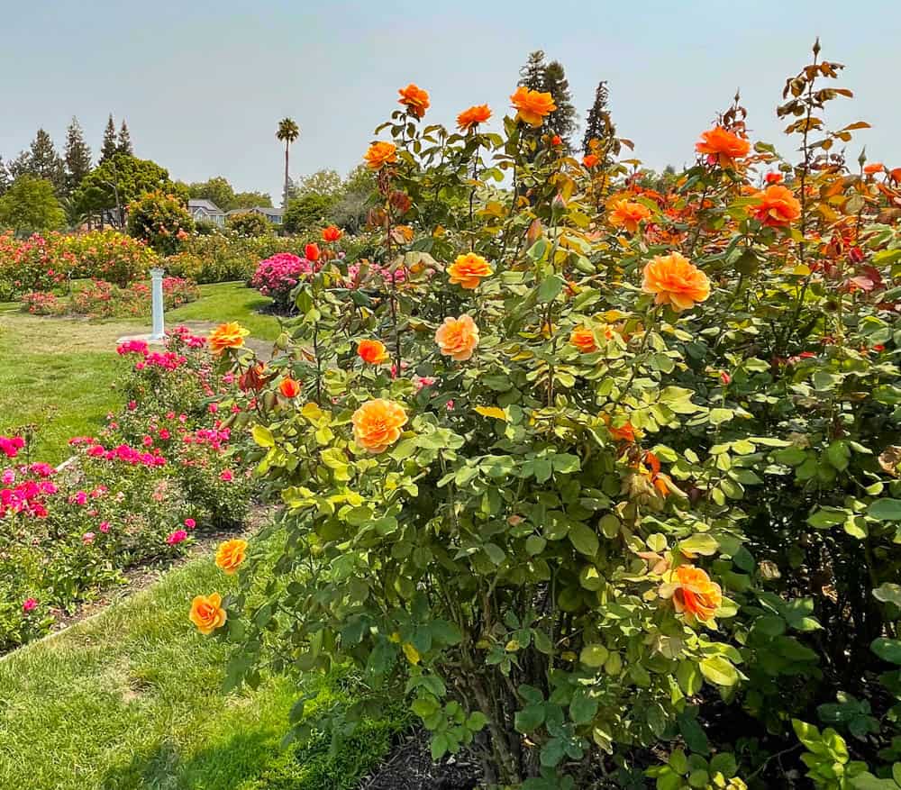 Roses in bloom at the San Jose Municipal Rose Garden San Jose California