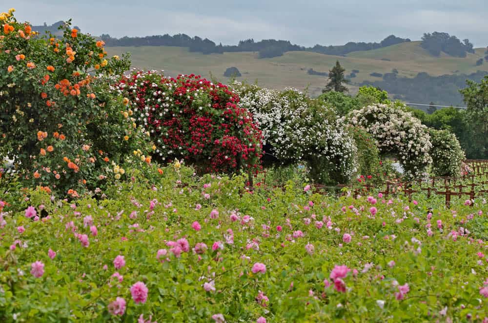 Roses in bloom at the Russian River Rose Company in Healdsburg CA