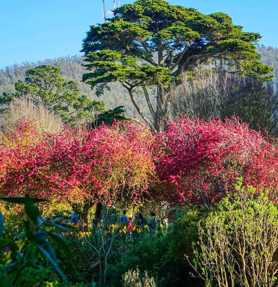 Flowering shrubs at the San Francisco Botanical Garden