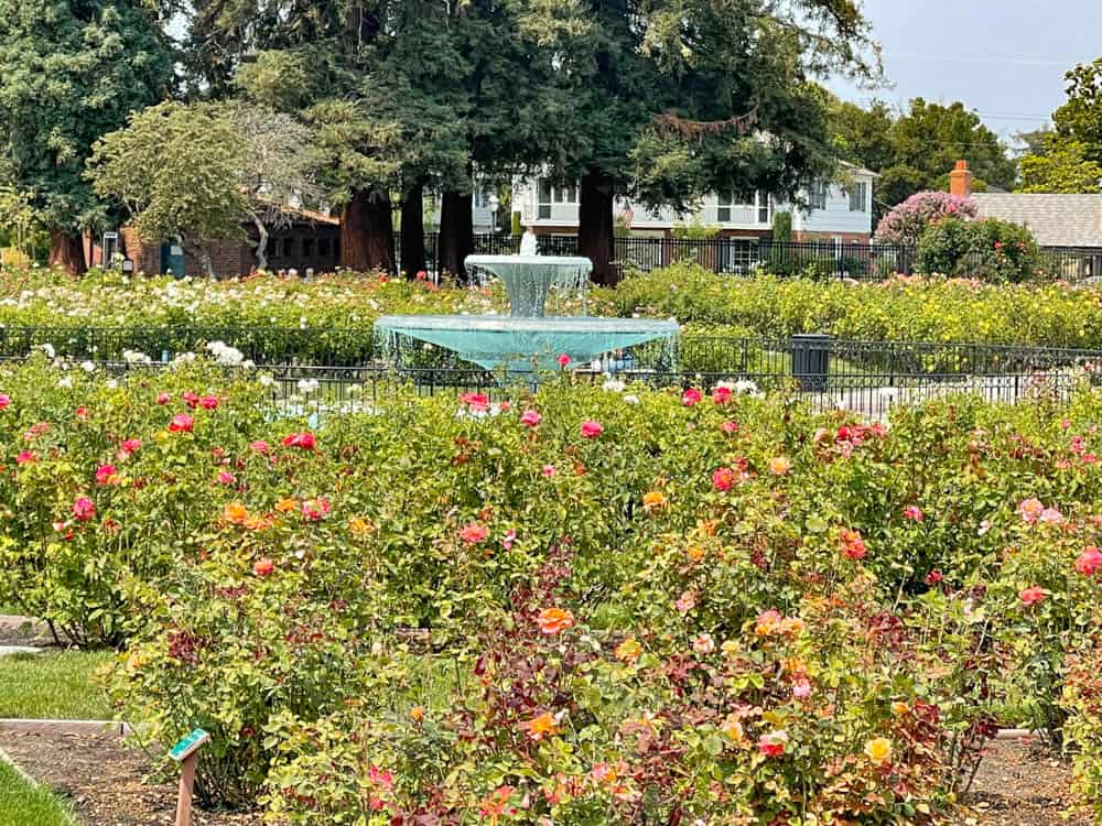 San Jose Municipal Rose Garden San Jose CA