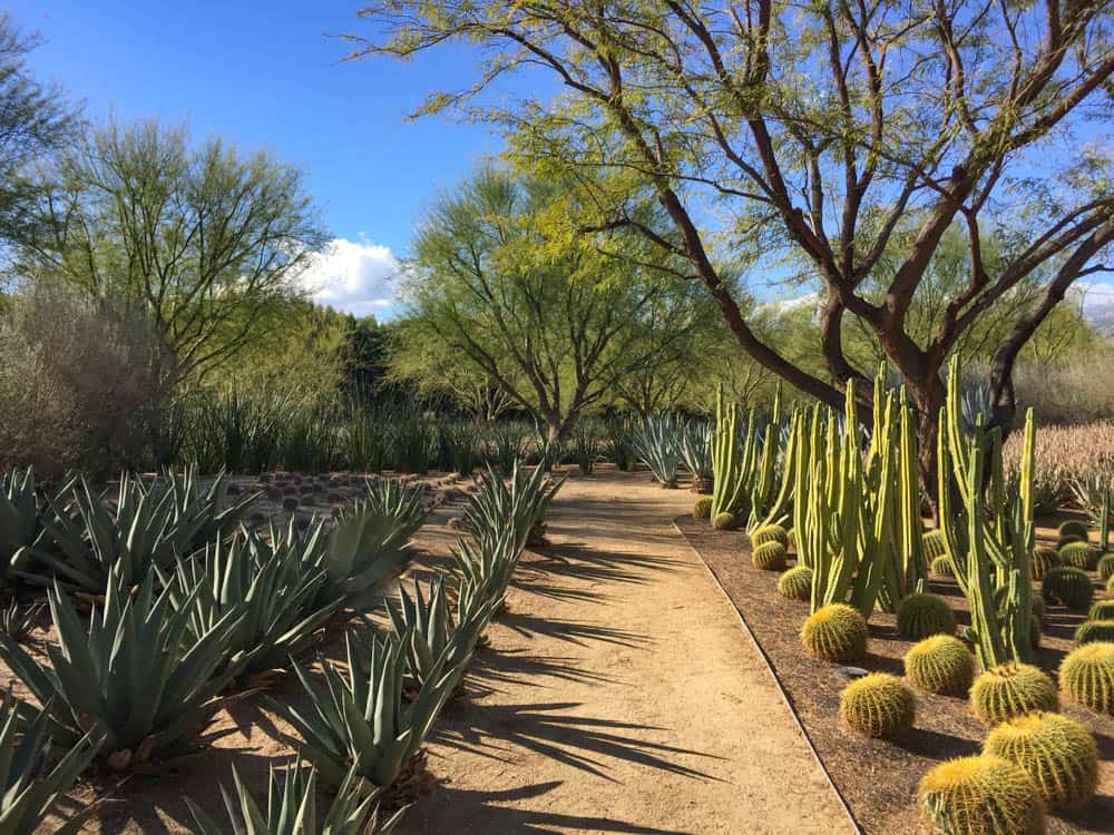 The desert garden at Sunnylands in Rancho Mirage California