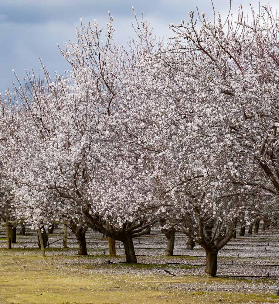 Almond orchard in Central Valley of California