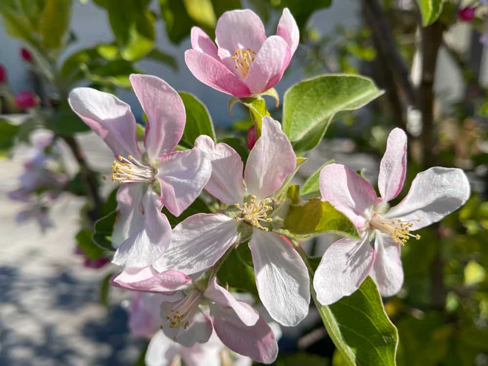 Apple blossoms in California