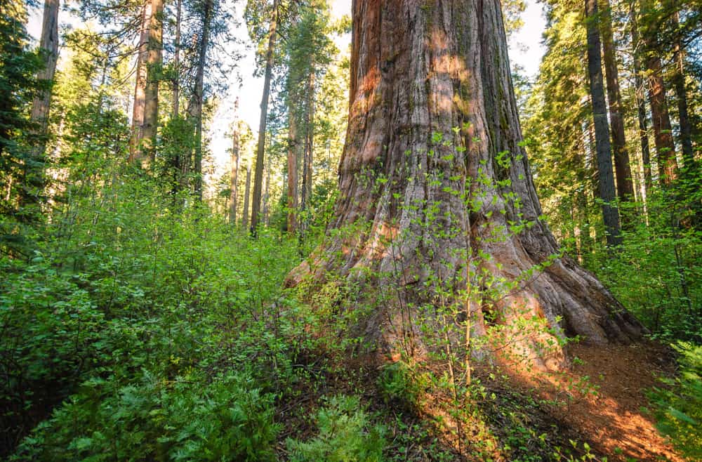 Calaveras Big Trees State Park, California